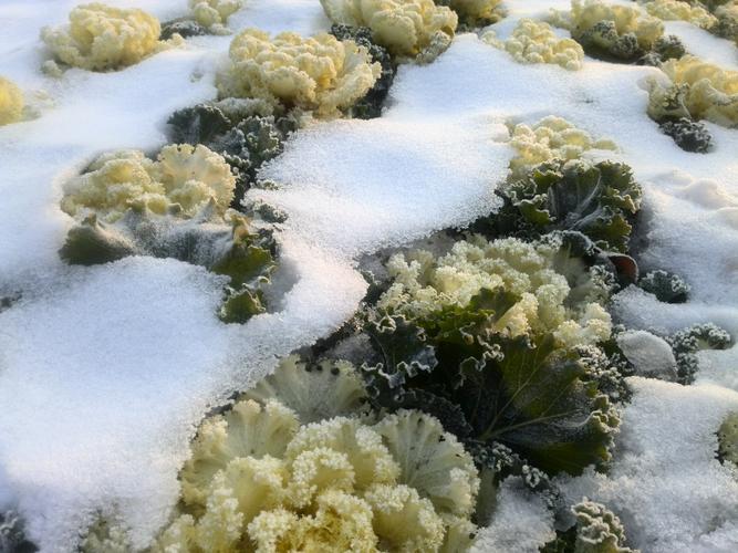 千年雪莲是什么意思