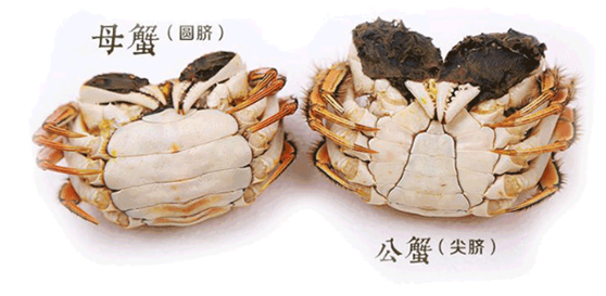 洛克王国朝天蟹在哪