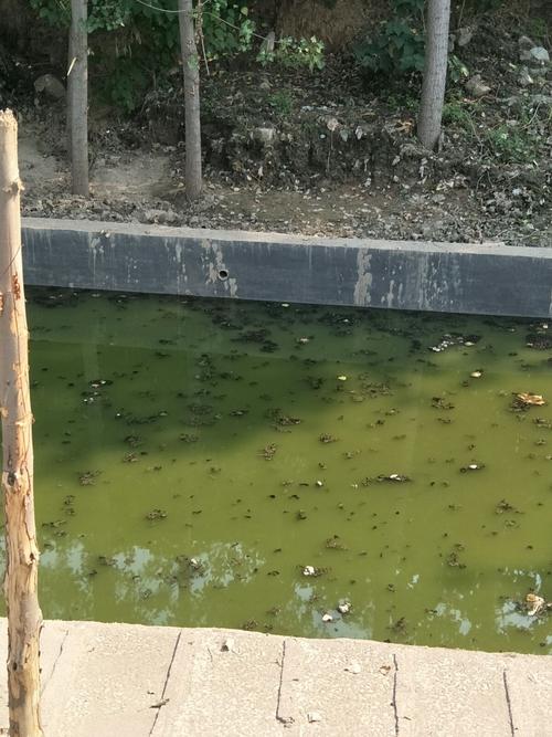 洛克王国,哪个搭配孵出鱼美人的技能比较好,要说清理由,具体:如下(问题...
