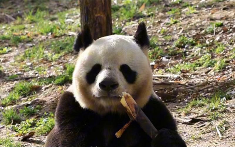 剑三熊猫阿宝怎么样