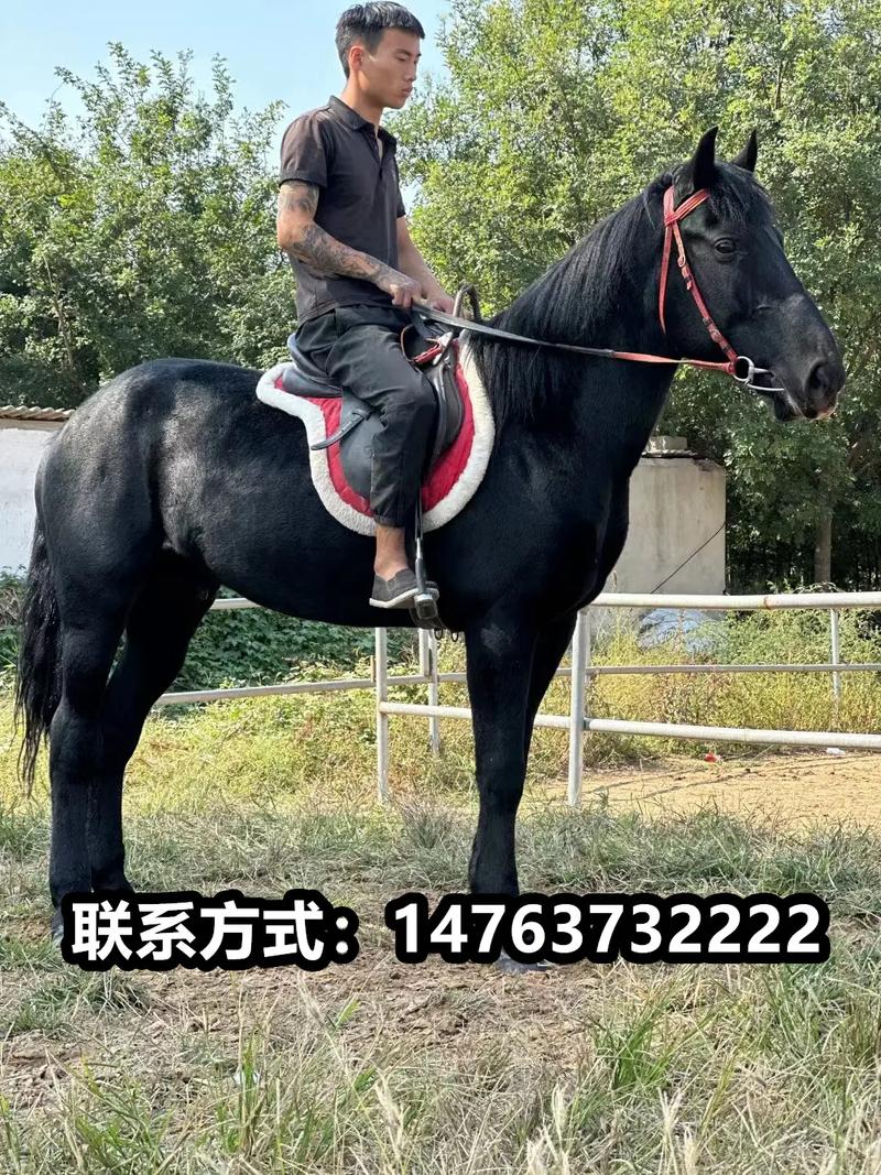 一匹小马多少钱费用