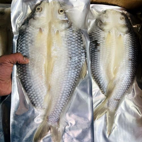 皇帝鱼是属于淡水鱼吗?